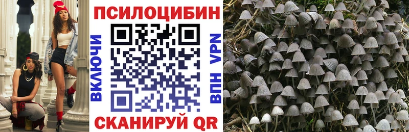 Псилоцибиновые грибы Psilocybe Томск